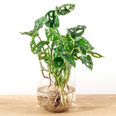 Monstera In Vase Diy Kit - Hydroponics