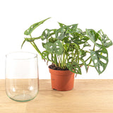 Monstera In Vase Diy Kit - Hydroponics