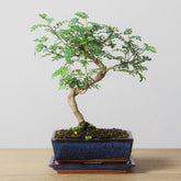 Japanese Pepper | Zanthoxylum Piperitum - 4 - 5 Years Old Bonsai - ↑ 35 Cm