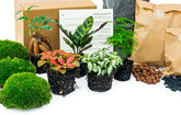 5 Terrarium Plants - Plant Terrarium Refill & Starter Kit - 5 Terrarium Plants - Diy
