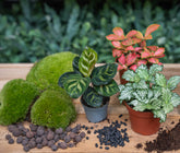 Calathea Makoyana - Plant Terrarium Refill & Starter Kit - 3 Terrarium Plants - Diy