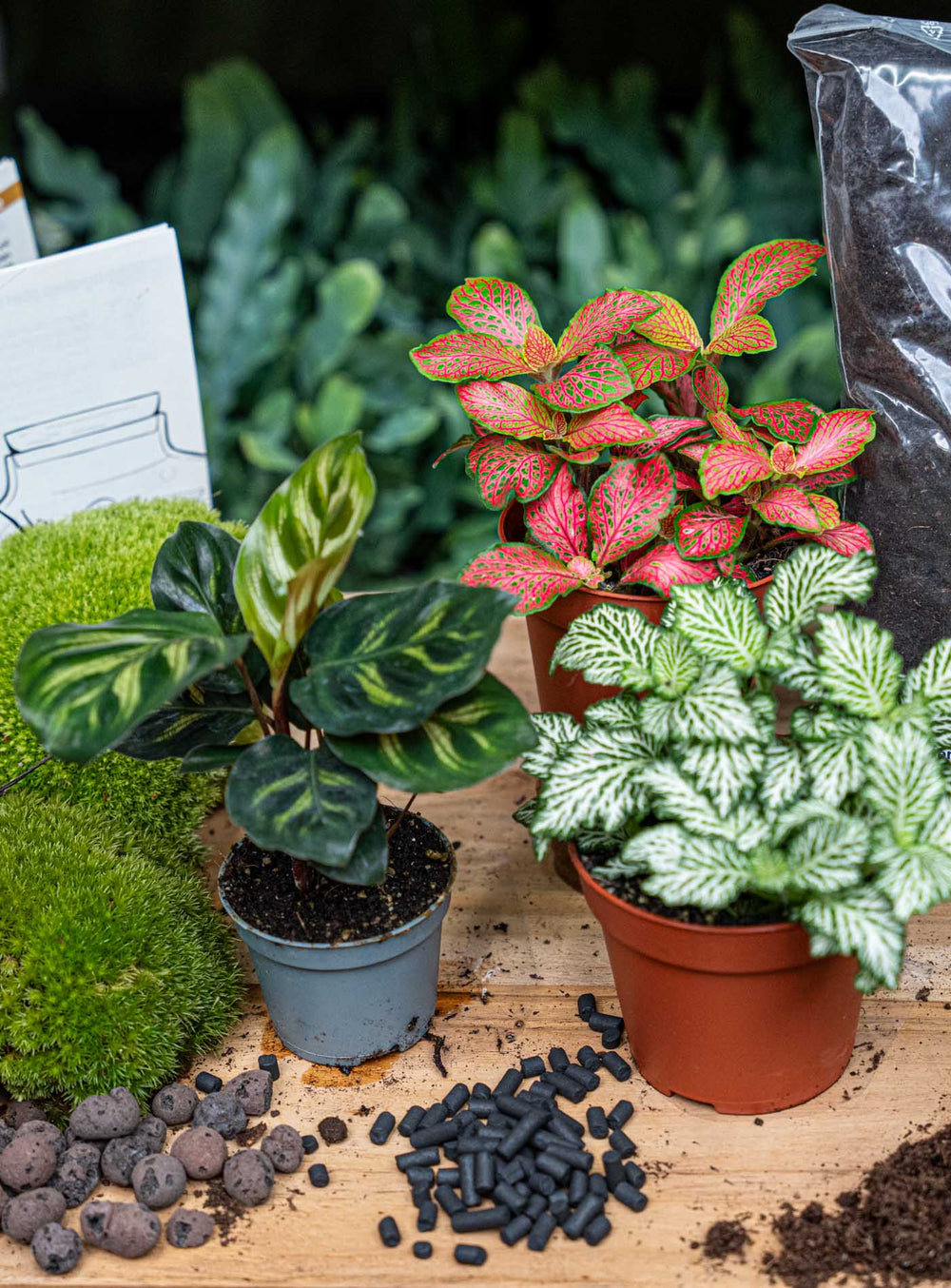 Calathea Makoyana - Plant Terrarium Refill & Starter Kit - 3 Terrarium Plants - Diy