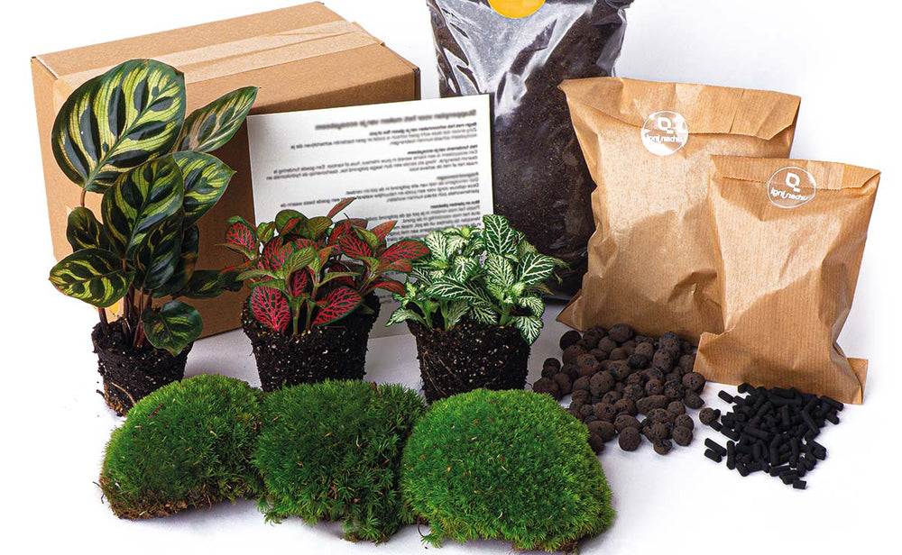 Calathea Makoyana - Plant Terrarium Refill & Starter Kit - 3 Terrarium Plants - Diy