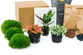 Calathea Lancifolia - Plant Terrarium Refill & Starter Kit - 3 Terrarium Plants - Diy
