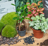 Bonsai Ficus Ginseng - Plant Terrarium Refill & Starter Kit - 3 Terrarium Plants - Diy