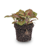 Fittonia Red - Mosaic Plant
