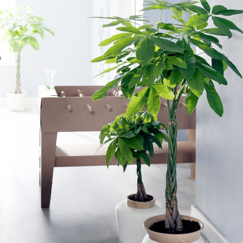 Pachira Aquatica – Fortune Tree/Money Tree - ↑ 60-70 Cm - Pot Size Ø 17 Cm