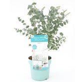 Eucalyptus Shrub - ↑ 45 - 55 Cm - Pot Size Ø 17 Cm