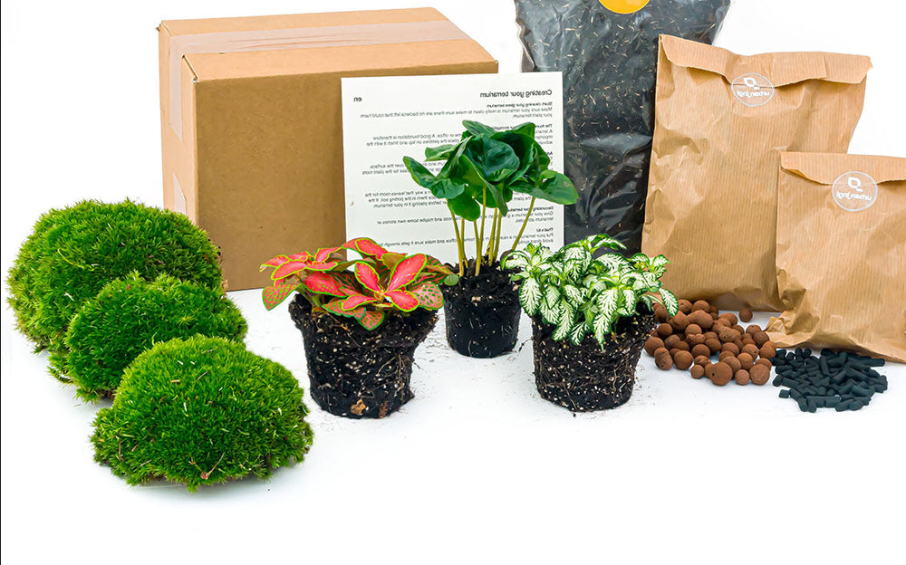 Coffea Arabica - Plant Terrarium Refill & Starter Kit - 3 Terrarium Plants - Diy