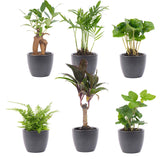 Mini Plant Set 12 - Includes 12X Boule Anthracite Pot