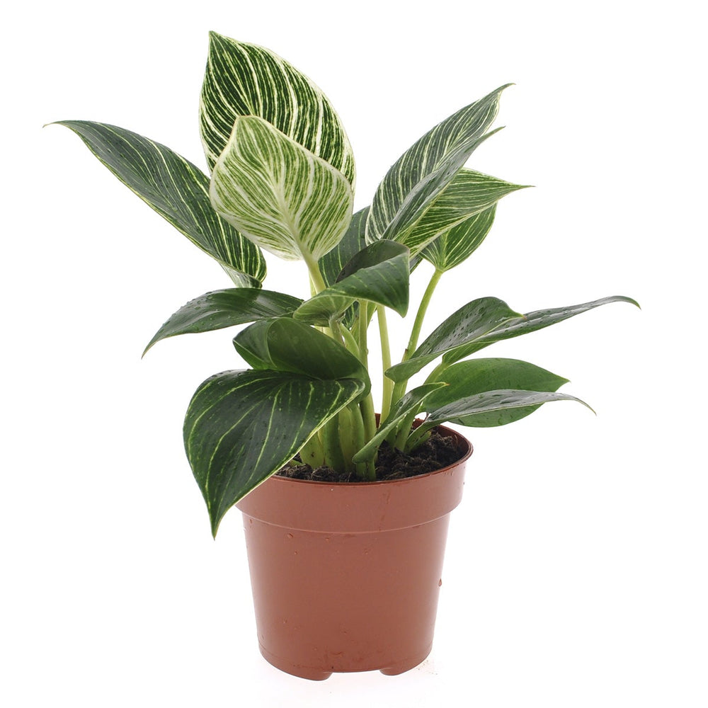 Philodendron White Wave - Houseplant - ↑ 20-30 Cm - Pot Size Ø 12 Cm
