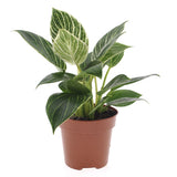 Philodendron White Wave - Houseplant - ↑ 20-30 Cm - Pot Size Ø 12 Cm
