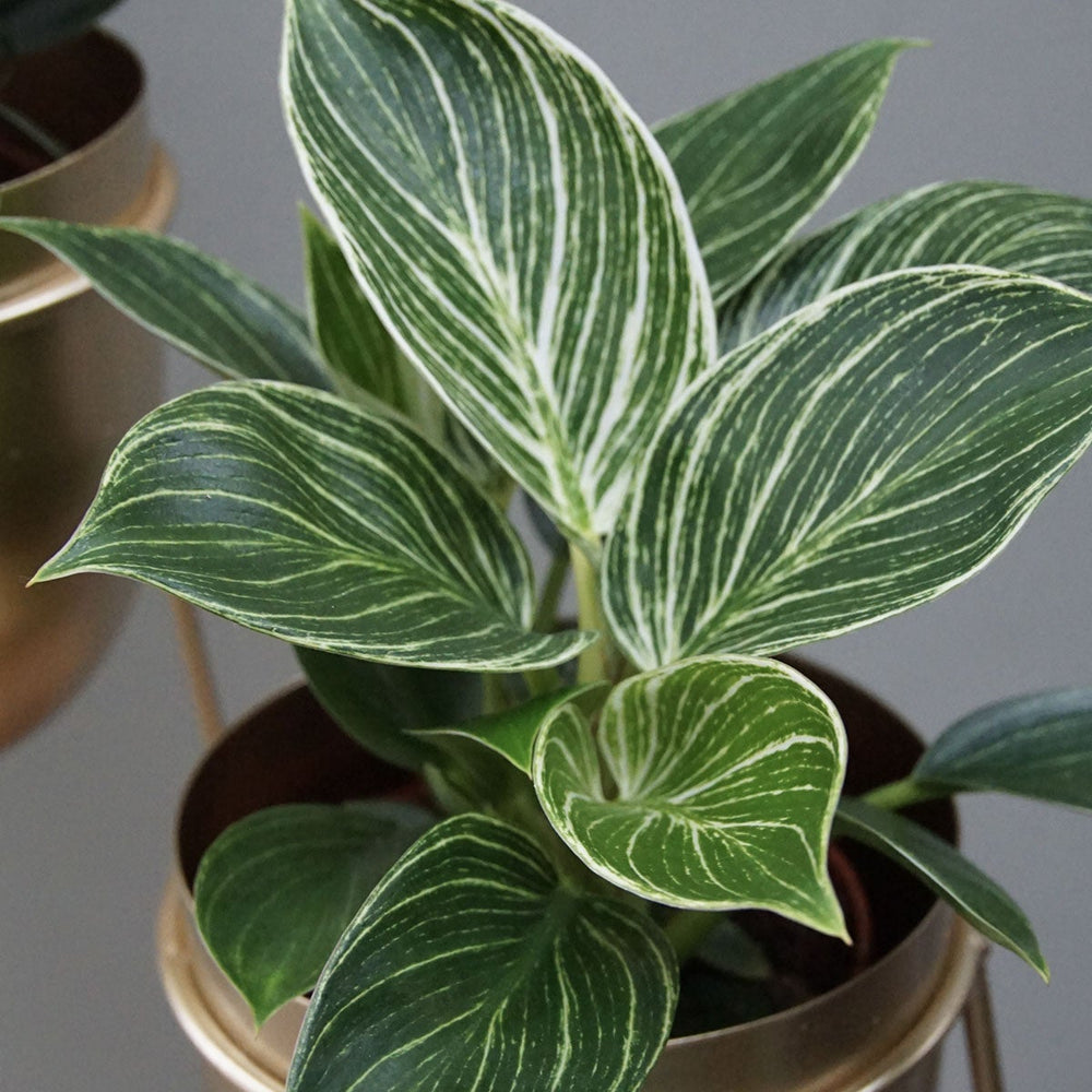 Philodendron White Wave - Houseplant - ↑ 20-30 Cm - Pot Size Ø 12 Cm
