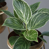Philodendron White Wave - Houseplant - ↑ 20-30 Cm - Pot Size Ø 12 Cm