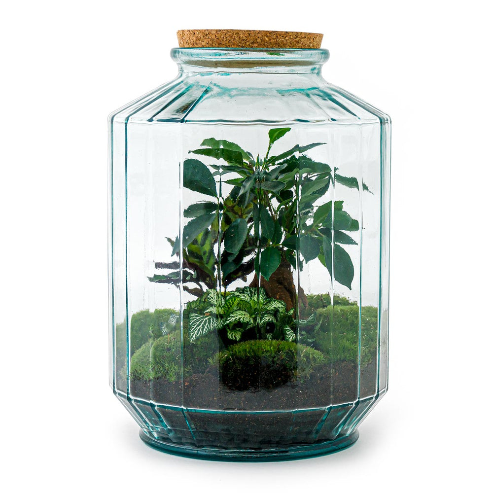 Terrarium Diy Kit - Botanical Garden Xl - Bottle Garden - ↑ 35 Cm