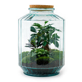 Terrarium Diy Kit - Botanical Garden Xl - Bottle Garden - ↑ 35 Cm
