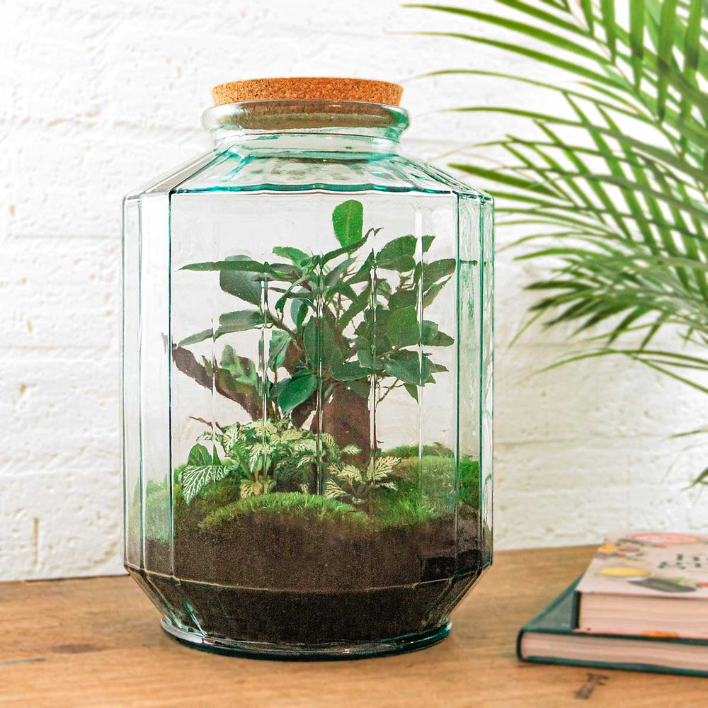 Terrarium Diy Kit - Botanical Garden Xl - Bottle Garden - ↑ 35 Cm