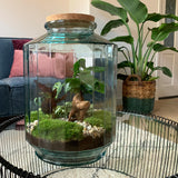 Terrarium Diy Kit - Botanical Garden Xl - Bottle Garden - ↑ 35 Cm