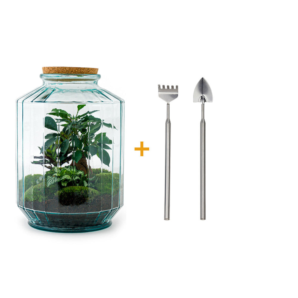 Terrarium Diy Kit - Botanical Garden Xl - Bottle Garden - ↑ 35 Cm