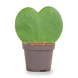 Hoya Kerrii - Heartplant - ↑ 10 Cm - ⌀ 6 Cm