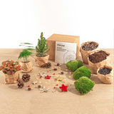 Christmas Plant Terrarium Package - Christmas Kit & Tree - 3 Terrarium Plants - Refill & Starter Package