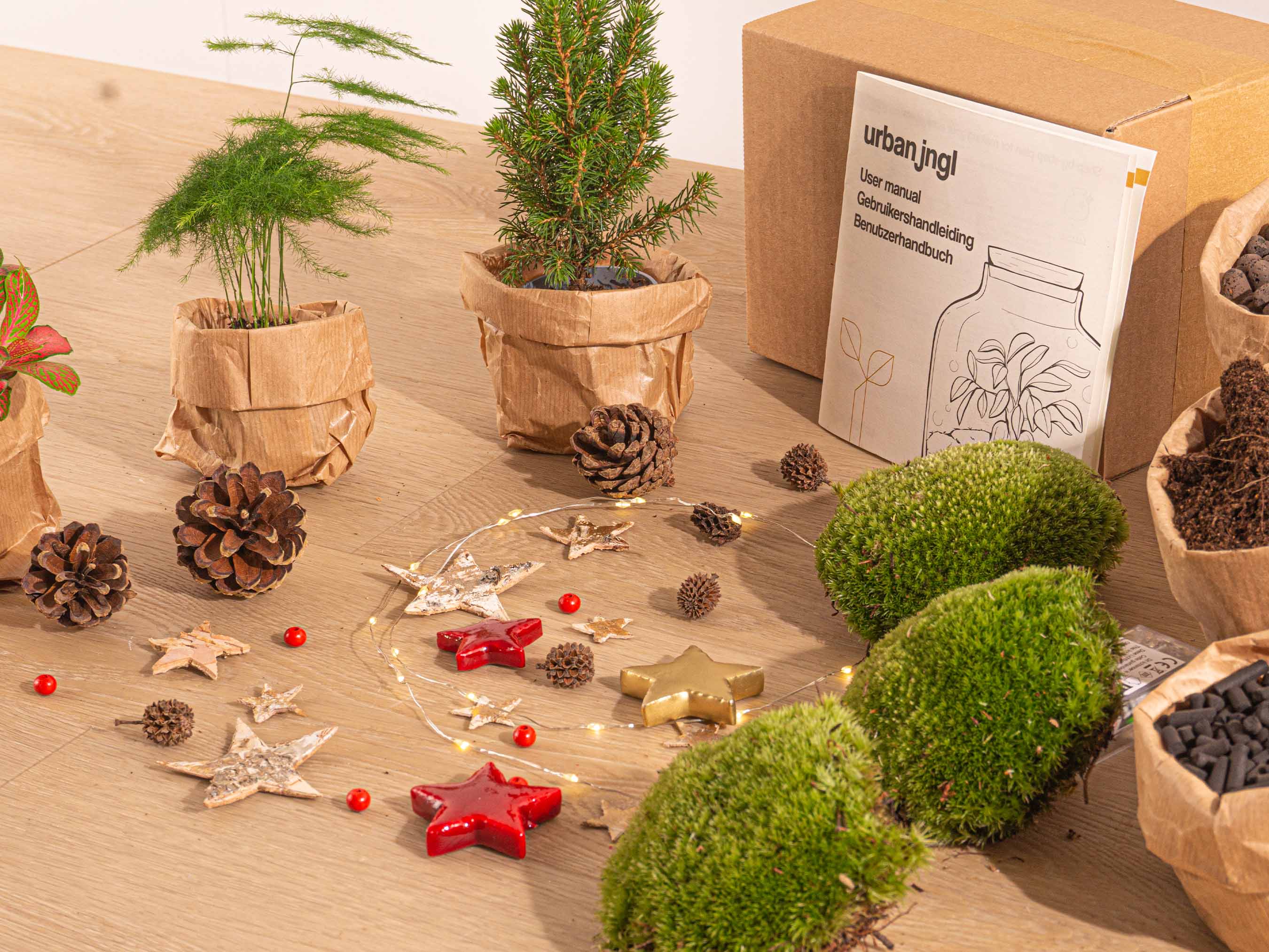 Christmas Plant Terrarium Package - Christmas Kit & Tree - 3 Terrarium Plants - Refill & Starter Package