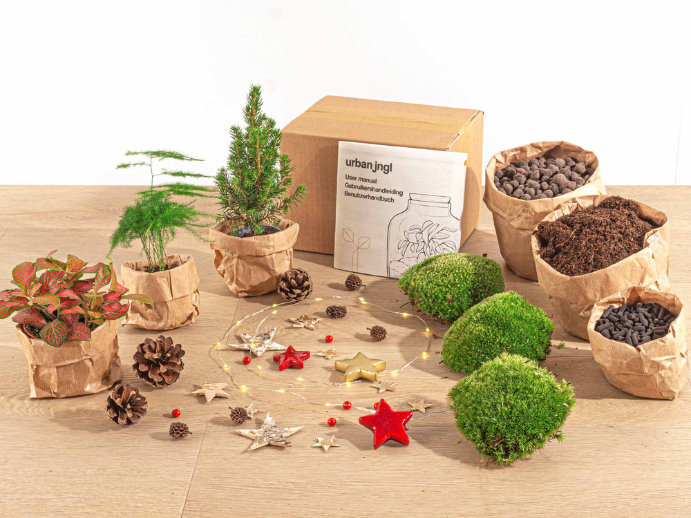Christmas Plant Terrarium Package - Christmas Kit & Tree - 3 Terrarium Plants - Refill & Starter Package