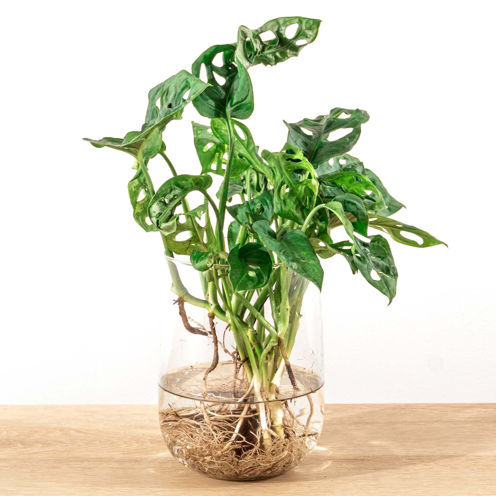 Monstera In Vase Diy Kit - Hydroponics