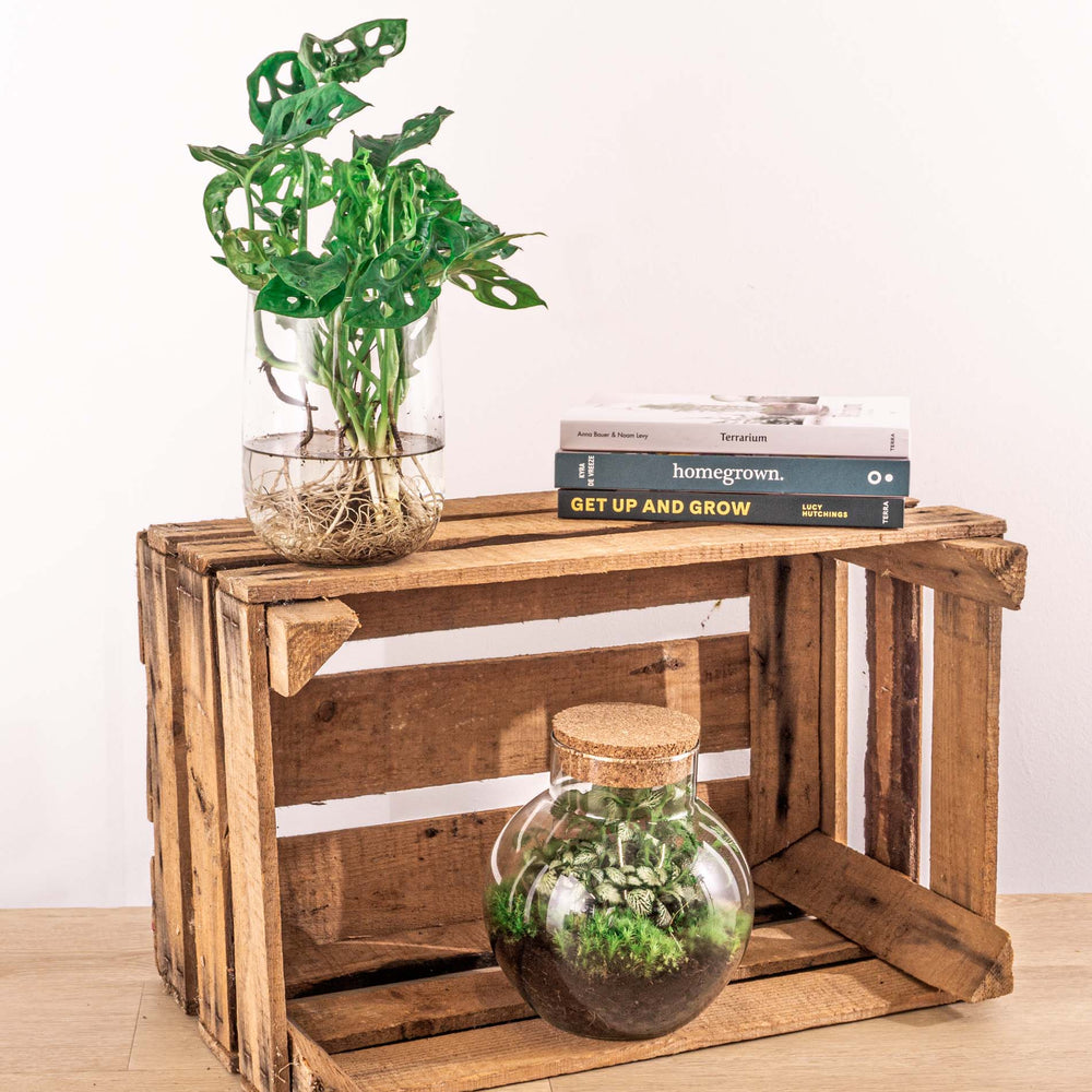 Monstera In Vase Diy Kit - Hydroponics