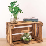 Monstera In Vase Diy Kit - Hydroponics