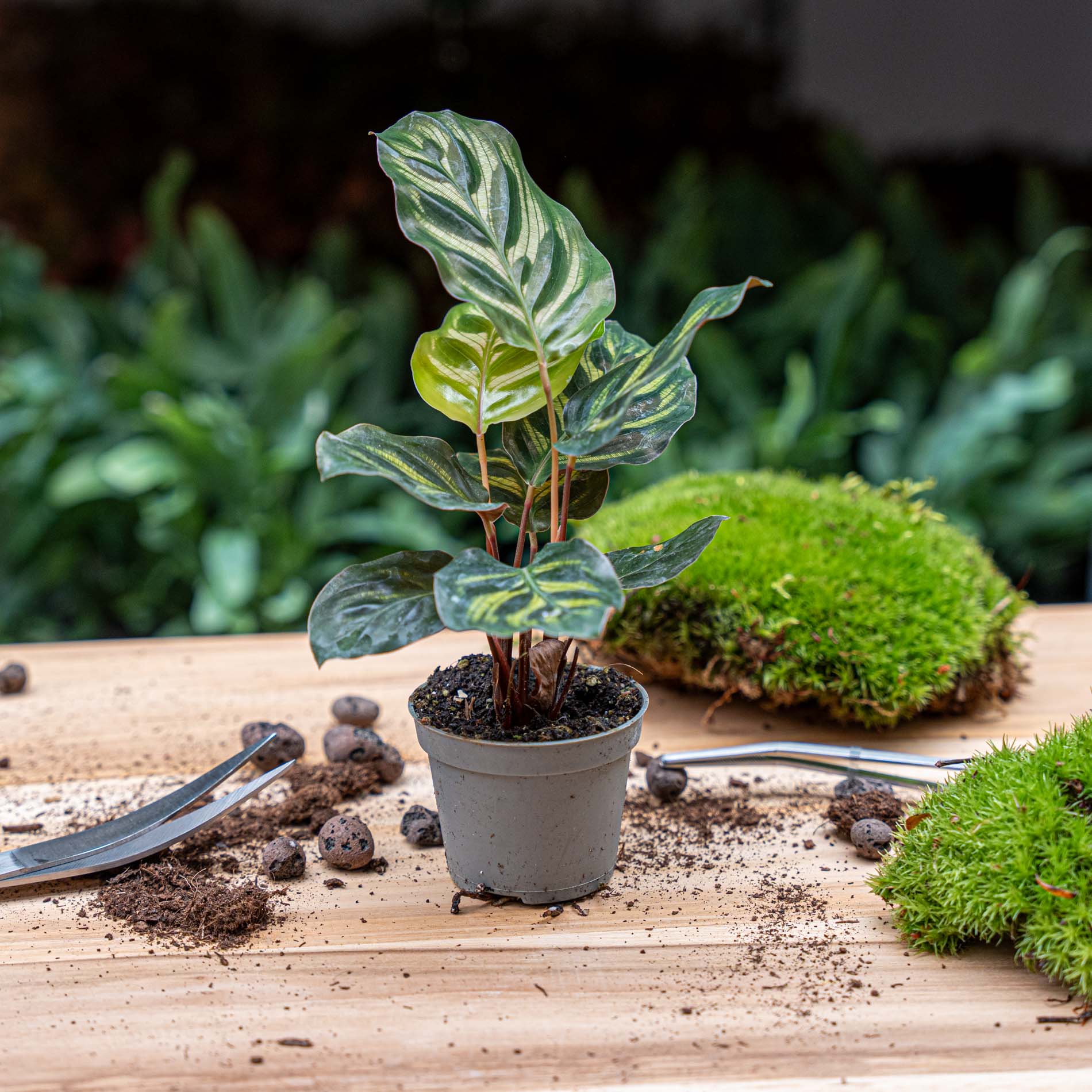 Calathea Makoyana - Peacock Plant - Terrarium Plant