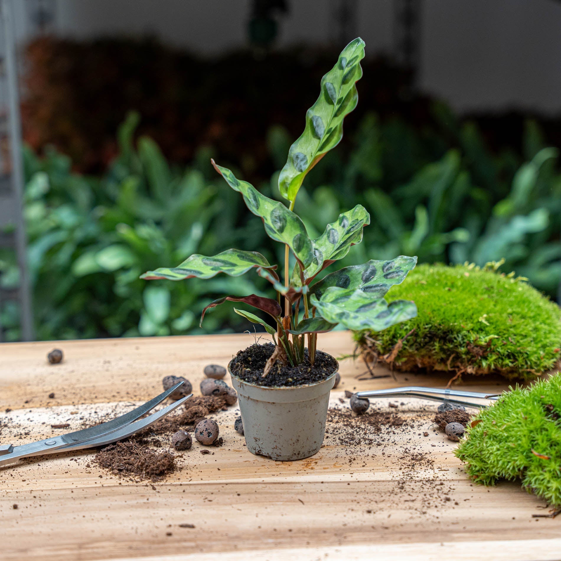 Calathea Lancifolia - Peacock Plant - Terrarium Plant