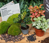 Calathea Makoyana - Plant Terrarium Refill & Starter Kit - 3 Terrarium Plants - Diy