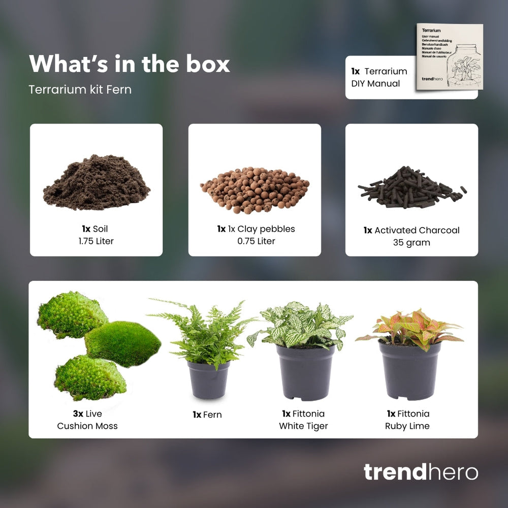Fern - Plant Terrarium Refill & Starter Kit - 3 Terrarium Plants - Diy