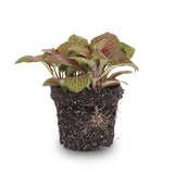 Fittonia Red - Mosaic Plant