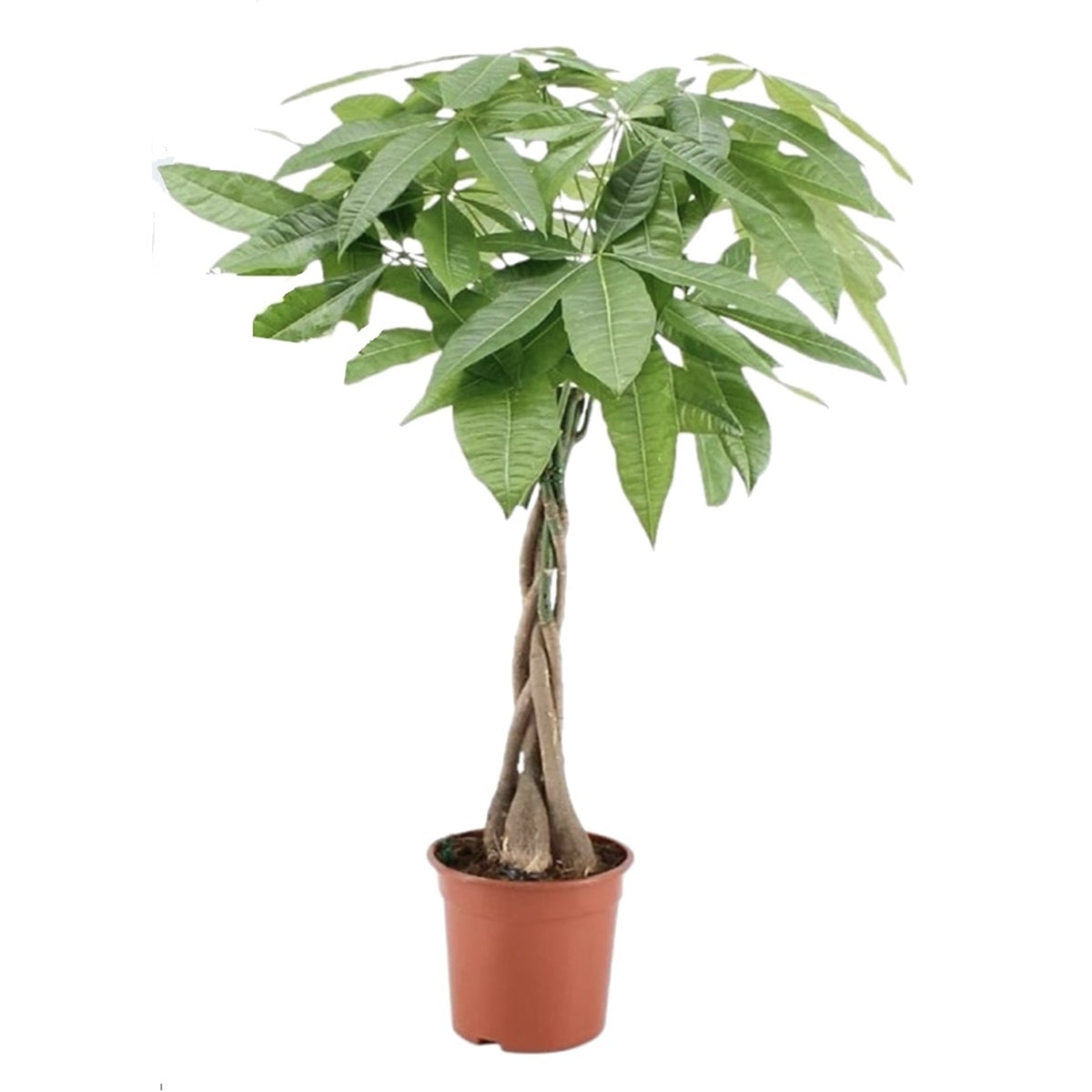 Pachira Aquatica – Fortune Tree/Money Tree - ↑ 60-70 Cm - Pot Size Ø 17 Cm