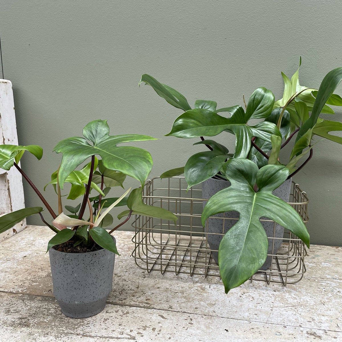 Philodendron Florida Green - Houseplant - ↑ 40-50 Cm - Pot Size Ø 17 Cm