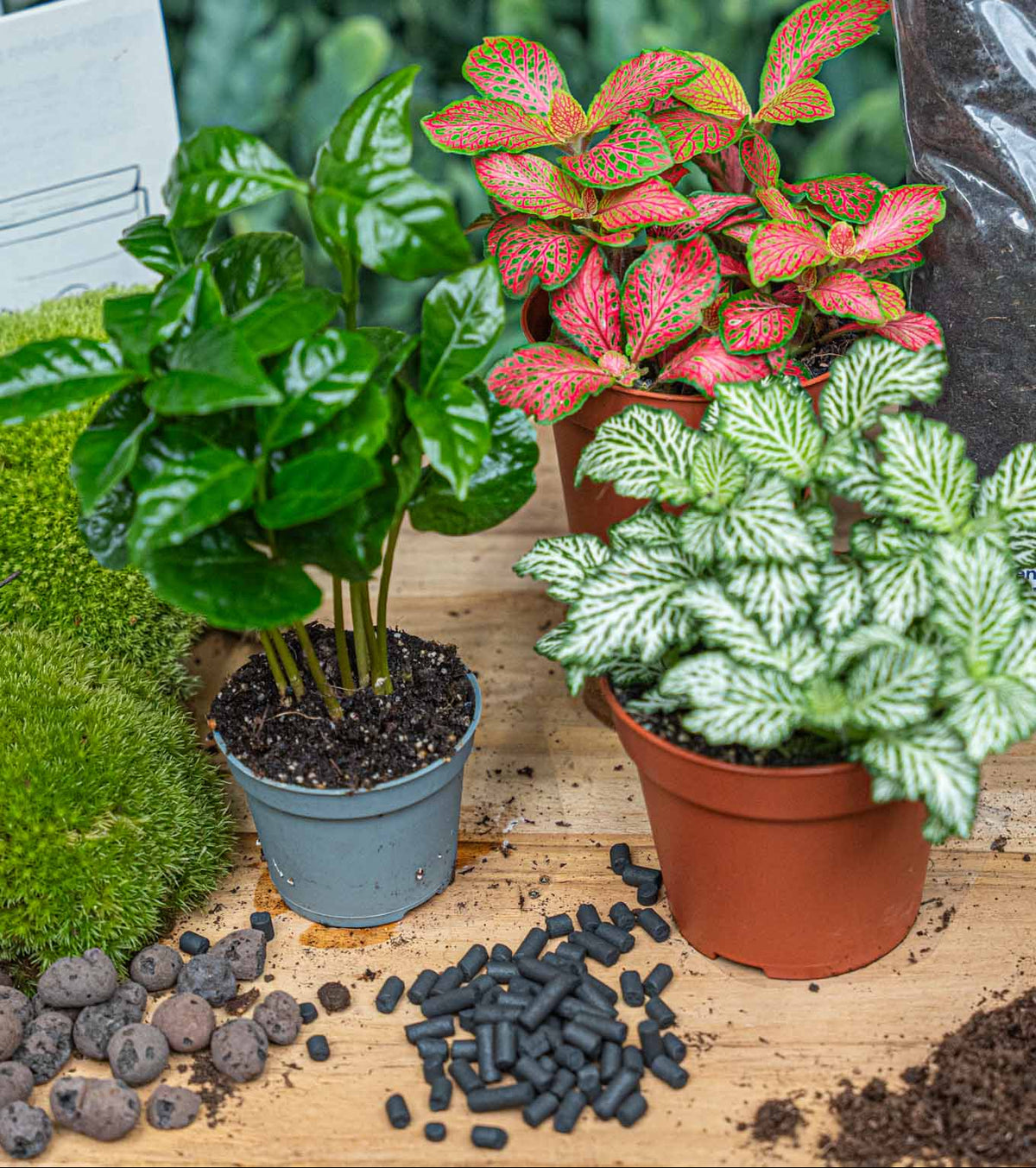 Coffea Arabica - Plant Terrarium Refill & Starter Kit - 3 Terrarium Plants - Diy