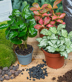 Coffea Arabica - Plant Terrarium Refill & Starter Kit - 3 Terrarium Plants - Diy