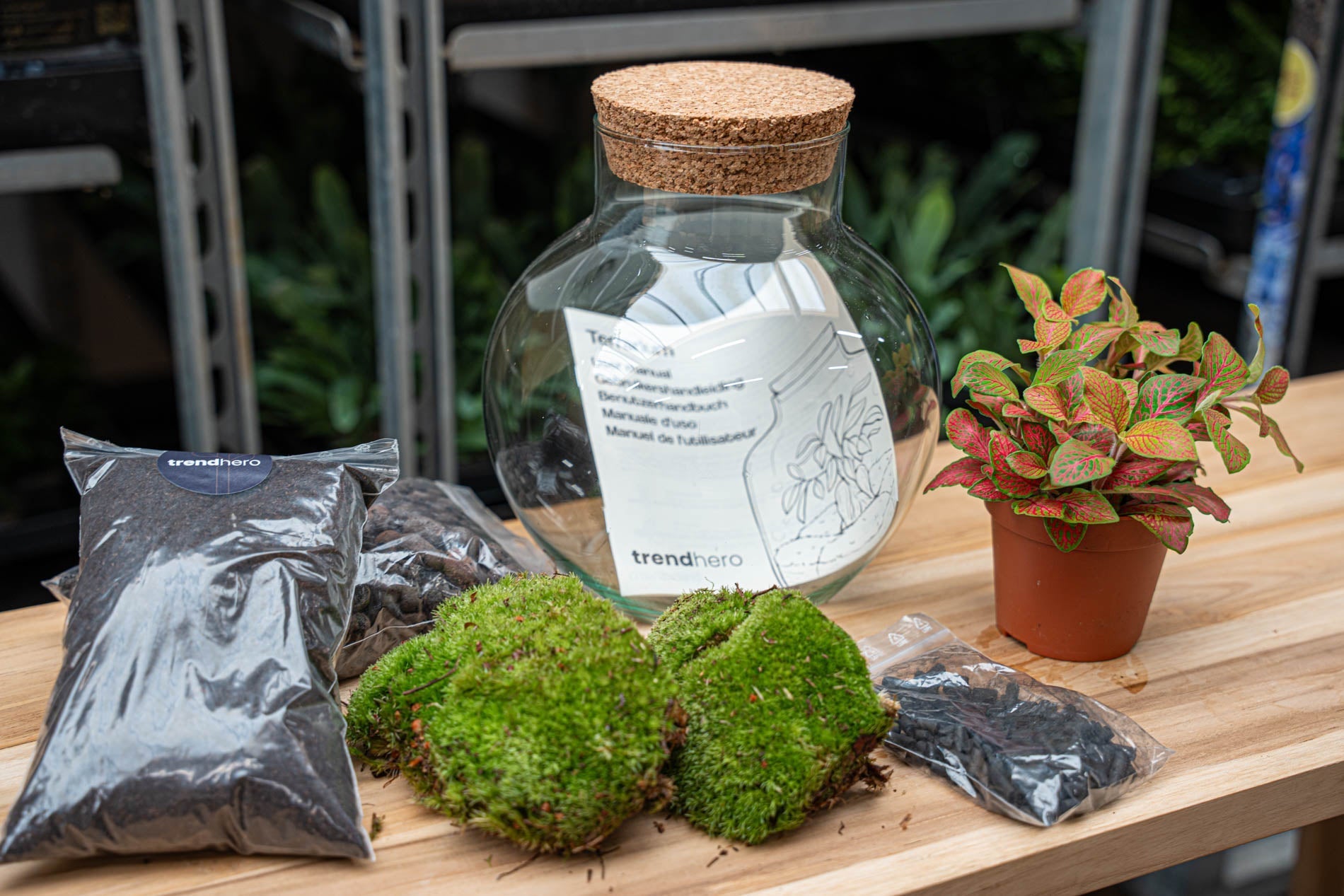 Noah - Terrarium - Bottle Garden Diy Kit - Ø 18.5 Cm ↑ 19 Cm