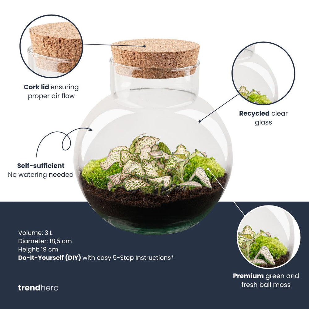 Noah - Terrarium - Bottle Garden Diy Kit - Ø 18.5 Cm ↑ 19 Cm