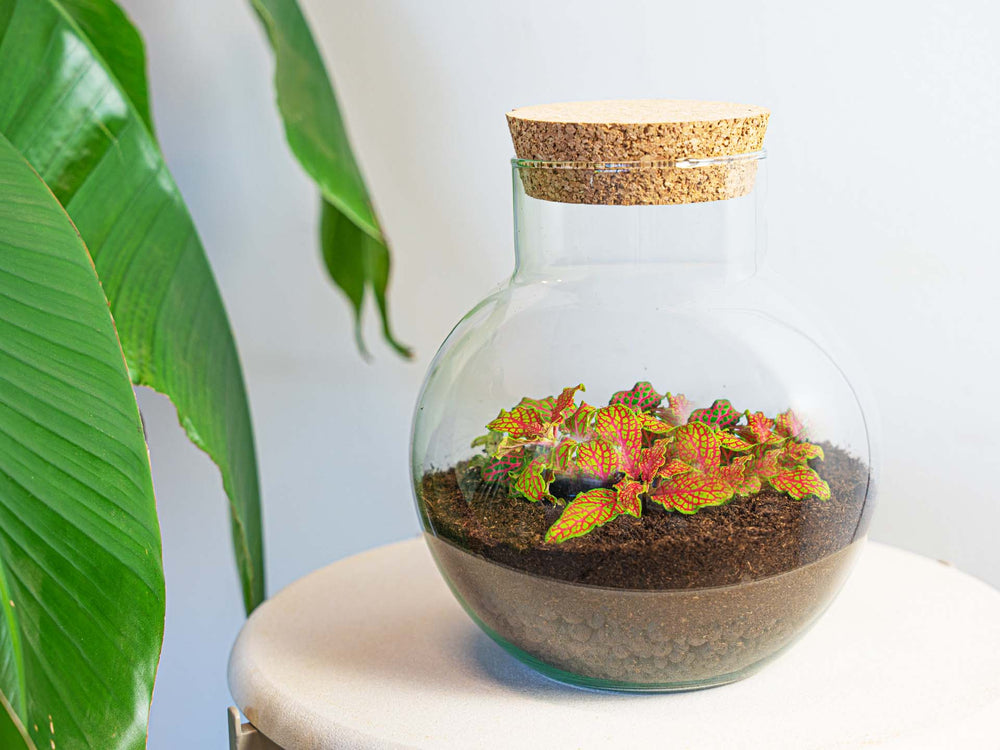 Noah - Terrarium - Bottle Garden Diy Kit - Ø 18.5 Cm ↑ 19 Cm